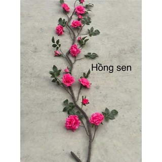 🌹 DÂY HOA HỒNG LEO CỔ – HOA LAN PHÚC THỊNH 🌹
