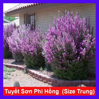 Chậu Cây Tuyết Sơn Phi Hồng (Size Trung cao 40-60cm) cây cảnh sân vườn