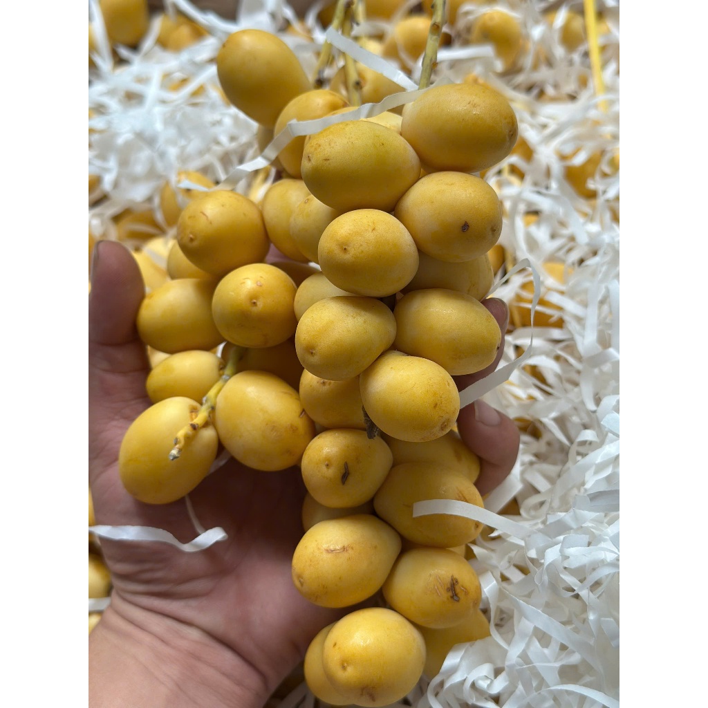 Chà Là Vàng, Trái Tươi Còn Cuốn, Giòn, Ngọt, Chát Nhẹ Bao Ngon