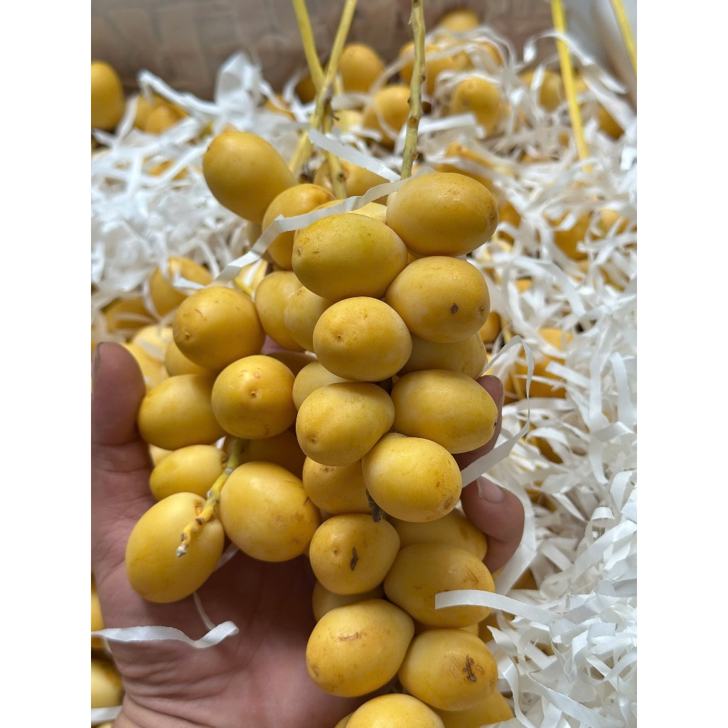 Chà Là Vàng, Trái Tươi Còn Cuốn, Giòn, Ngọt, Chát Nhẹ Bao Ngon