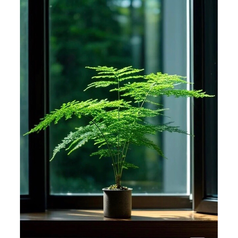 Hạt giống cây kim thuỷ tùng mini, ươm cây,cây to gửi như ảnh cuối