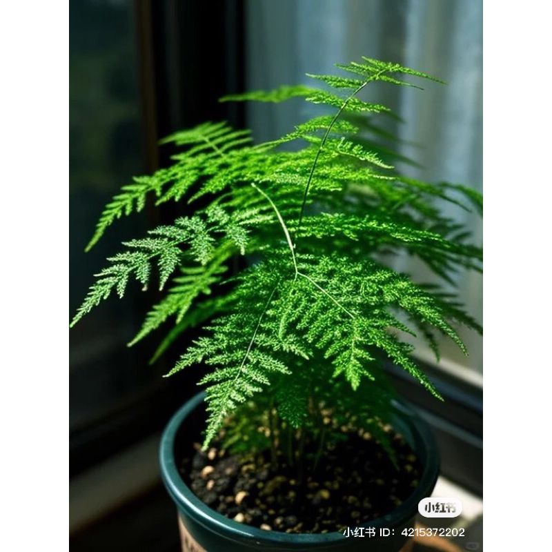 Hạt giống cây kim thuỷ tùng mini, ươm cây,cây to gửi như ảnh cuối