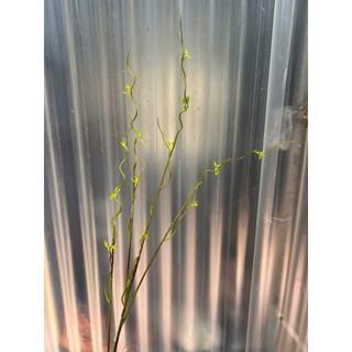 🌿 CÀNH SALIC UỐN LƯỢN TRANG TRÍ - DÀI 105CM 🌿