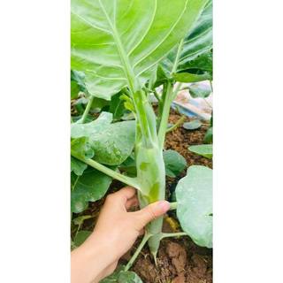 NHẬP TÂY BẮC - Hạt giống cải ngồng vùng cao, chuẩn giống ăn giòn ngọt