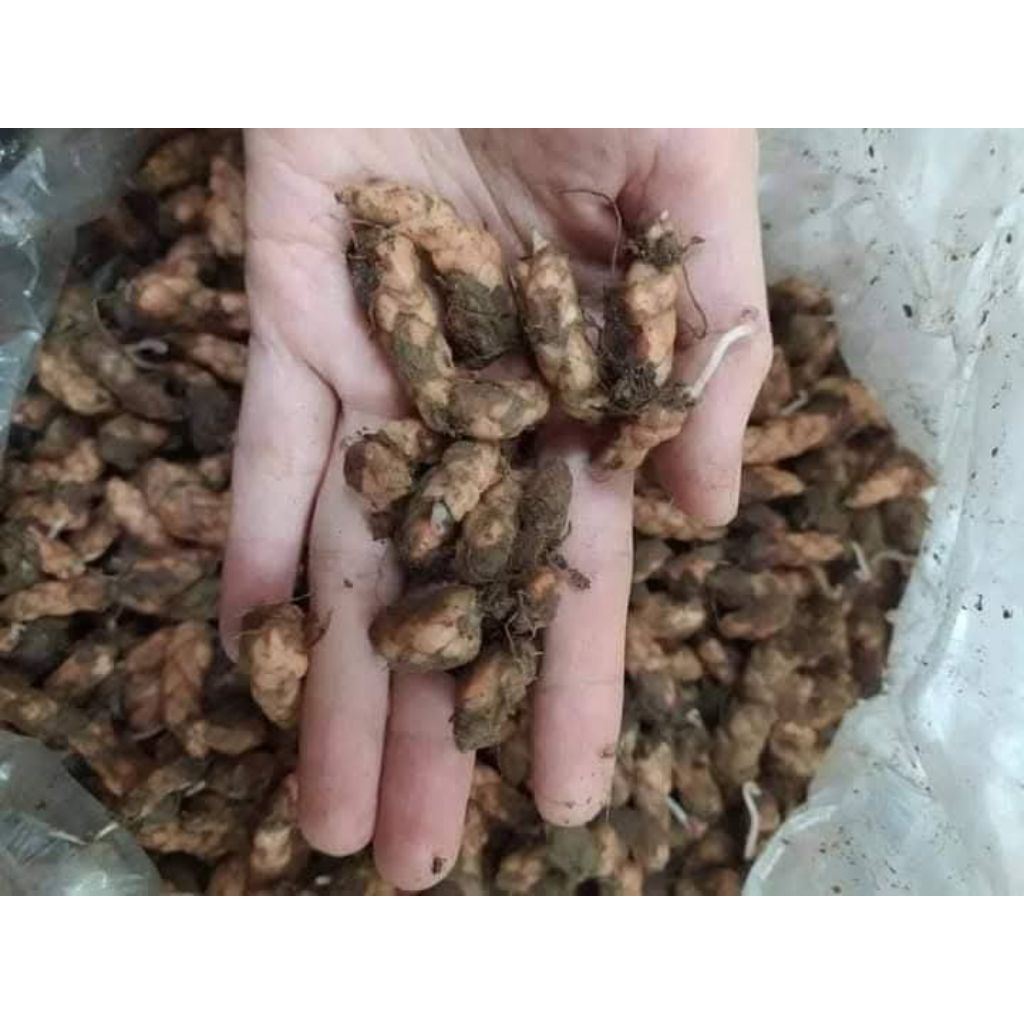 ComBo 7 Củ Hoa Tím Chơi Lá 💯 Cực Xinh❤️ Lâu Năm Rất Dễ Trồng