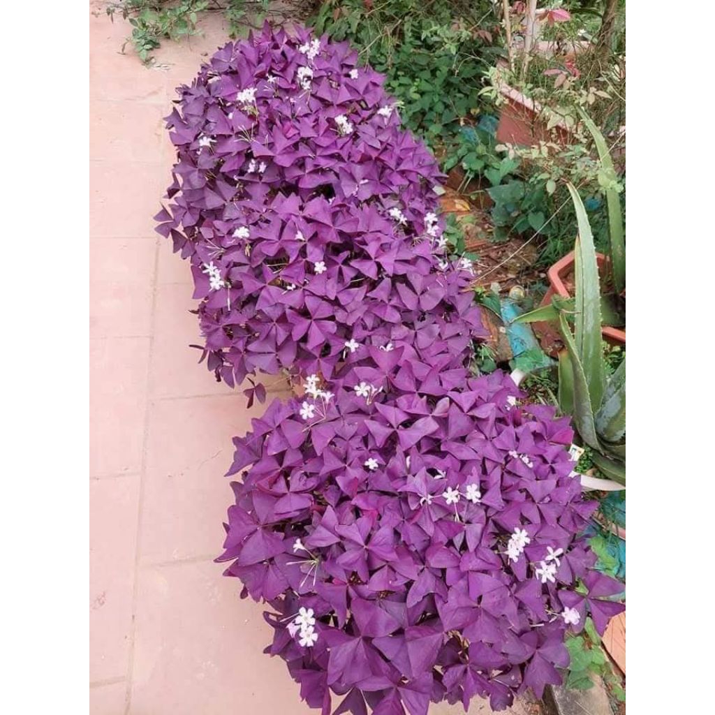 ComBo 7 Củ Hoa Tím Chơi Lá 💯 Cực Xinh❤️ Lâu Năm Rất Dễ Trồng