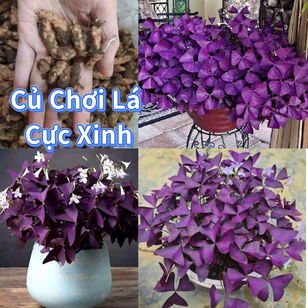 ComBo 7 Củ Hoa Tím Chơi Lá 💯 Cực Xinh❤️ Lâu Năm Rất Dễ Trồng