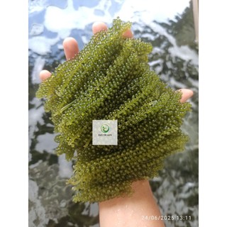 1kg rong nho tách nước AGS Việt Nam - tặng kèm 1 chai sốt mè rang - Tiêu chuẩn