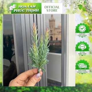 🌵 SEN ĐÁ MỌNG NƯỚC MINI – TRANG TRÍ TIỂU CẢNH 🌵