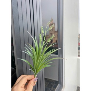 🌵 SEN ĐÁ MỌNG NƯỚC MINI – TRANG TRÍ TIỂU CẢNH 🌵