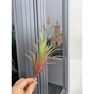 🌵 SEN ĐÁ MỌNG NƯỚC MINI – TRANG TRÍ TIỂU CẢNH 🌵