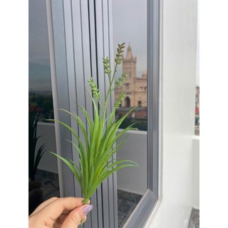 🌵 SEN ĐÁ MỌNG NƯỚC MINI – TRANG TRÍ TIỂU CẢNH 🌵