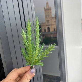 🌵 SEN ĐÁ MỌNG NƯỚC MINI – TRANG TRÍ TIỂU CẢNH 🌵