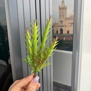 🌵 SEN ĐÁ MỌNG NƯỚC MINI – TRANG TRÍ TIỂU CẢNH 🌵