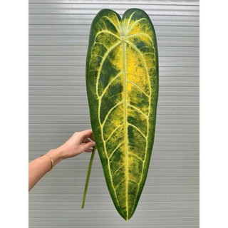 🌿 CÀNH LÁ CHUỐI GIẢ ĐỘT BIẾN KHỔNG LỒ - ĐỘC LẠ DECOR QUÁN CAFE, GÓC SỐNG ẢO