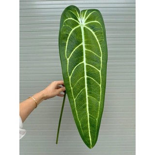 🌿 CÀNH LÁ CHUỐI GIẢ ĐỘT BIẾN KHỔNG LỒ - ĐỘC LẠ DECOR QUÁN CAFE, GÓC SỐNG ẢO