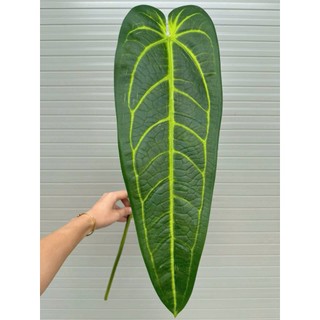 🌿 CÀNH LÁ CHUỐI GIẢ ĐỘT BIẾN KHỔNG LỒ - ĐỘC LẠ DECOR QUÁN CAFE, GÓC SỐNG ẢO