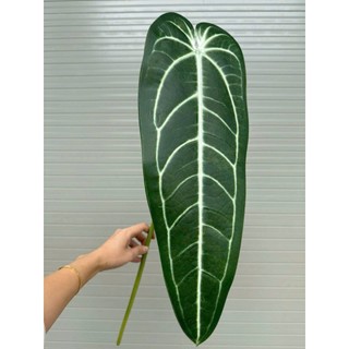 🌿 CÀNH LÁ CHUỐI GIẢ ĐỘT BIẾN KHỔNG LỒ - ĐỘC LẠ DECOR QUÁN CAFE, GÓC SỐNG ẢO