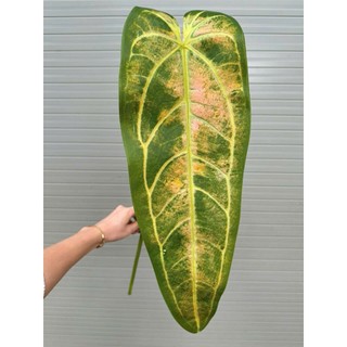 🌿 CÀNH LÁ CHUỐI GIẢ ĐỘT BIẾN KHỔNG LỒ - ĐỘC LẠ DECOR QUÁN CAFE, GÓC SỐNG ẢO