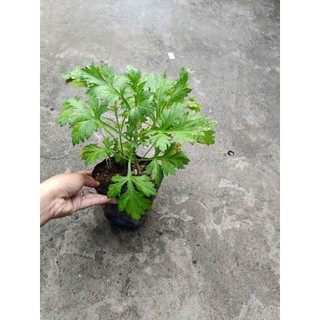 [ Cây dược liệu] Chậu cây ngãi cứu nhiều công dụng