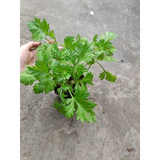 [ Cây dược liệu] Chậu cây ngãi cứu nhiều công dụng