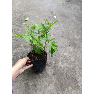 [ Cây dược liệu] Chậu cây ngãi cứu nhiều công dụng
