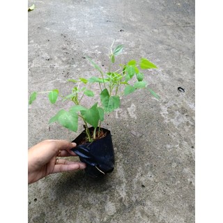 Bầu dây đậu rồng dễ trồng , nhanh ra trái, bầu 2-3dây