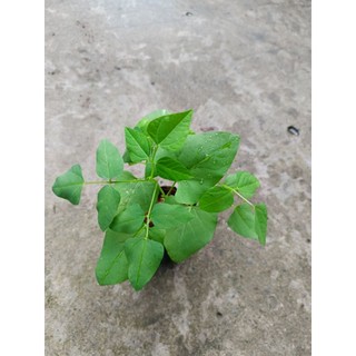 Bầu dây đậu rồng dễ trồng , nhanh ra trái, bầu 2-3dây
