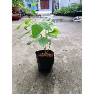 Bầu dây đậu rồng dễ trồng , nhanh ra trái, bầu 2-3dây