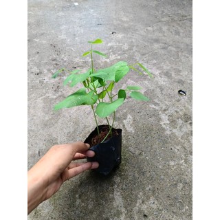 Combo 5 bầu đậu rồng dễ trồng, bầu 2-3 dây