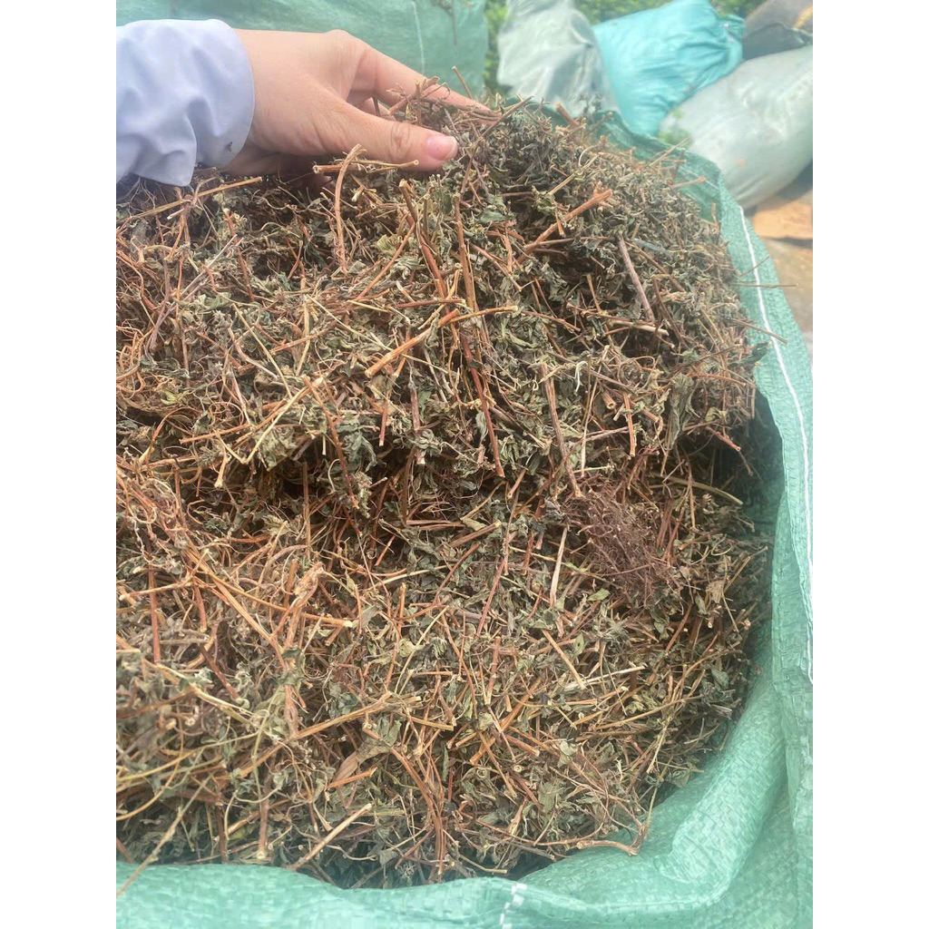 500GR Cây Dòi Thân Tím ( Cây Dòi Tía, Bọ Mắm Khô ) Giảm Đau Họng, Giảm Ho, Tiêu Đờm, Thanh Nhiệt