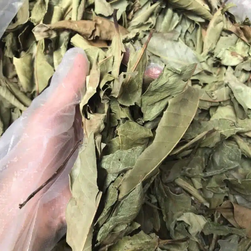 Lá Vối Sấy Khô Giúp Giảm Tiểu Đường, Gout, Gan Máu Nhiễm Mỡ...