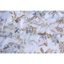 Bộ ga nệm Hanvico Blue Sky DLS232 - 100% Cotton T