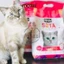 Cát vệ sinh đậu nành KitCat Soya cho mèo