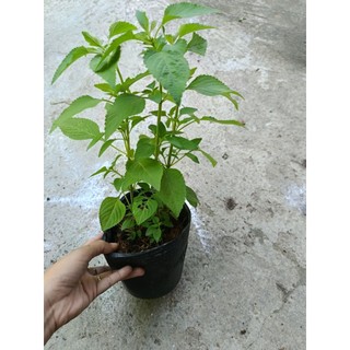 Chậu rau kinh giới , rau thơm