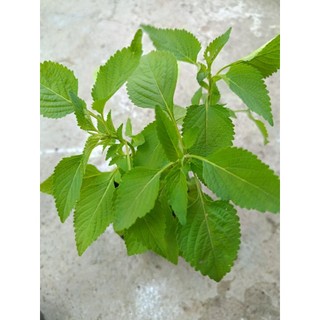Chậu rau kinh giới , rau thơm
