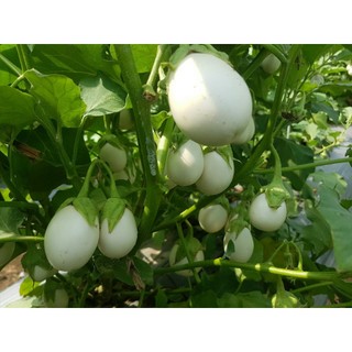 Hạt Giống Cà Trứng Ngồng, dễ trồng, sinh trưởng phát triển khoẻ - gói 1gam