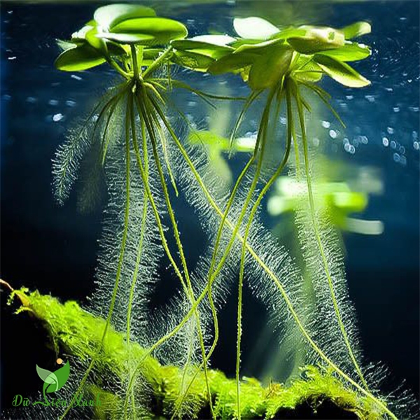 5 Cây bèo nhật - lọc nước, cây thuỷ sinh phụ kiện trang trí bể cá - bể thủy sinh KVT CANH NÔNG