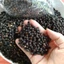 Gói 250g hạt tiêu đen Phú Quốc. Tiêu đen to nguyên hạt, làm gia vị đậm đà cho món kho, xào, nấu