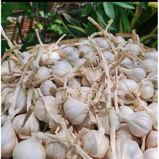 TỎI LÝ SƠN NHIỀU NHÁNH LOẠI 1 - Chính Gốc nhà trồng - Vị cay, không hăn, không pha trộn