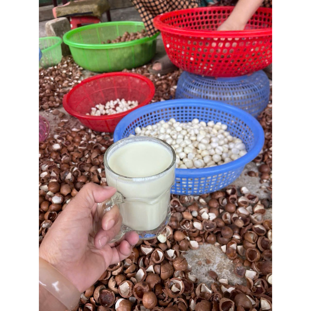 Macca Tươi Lai Châu – Hạt Macca Nguyên Vỏ –  Macca ngọt bùi ngậy (ăn ,làm sữa hạt,nấu canh)