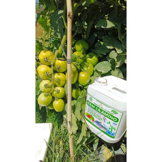 ĐẠM CÁ HỮU CƠ AMINO -  BỔ SUNG HUMIC, FULVIC, RONG BIỂN GIÚP XANH CÂY, NĂNG SUẤT TỐI ĐA, PHÂN BÓN