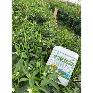 ĐẠM CÁ HỮU CƠ AMINO -  BỔ SUNG HUMIC, FULVIC, RONG BIỂN GIÚP XANH CÂY, NĂNG SUẤT TỐI ĐA, PHÂN BÓN