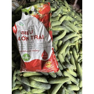 SIÊU LỚN TRÁI