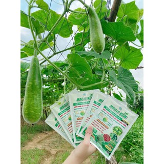 MAGIE KẼM - B.IẾN V.ÀNG THÀNH XANH
