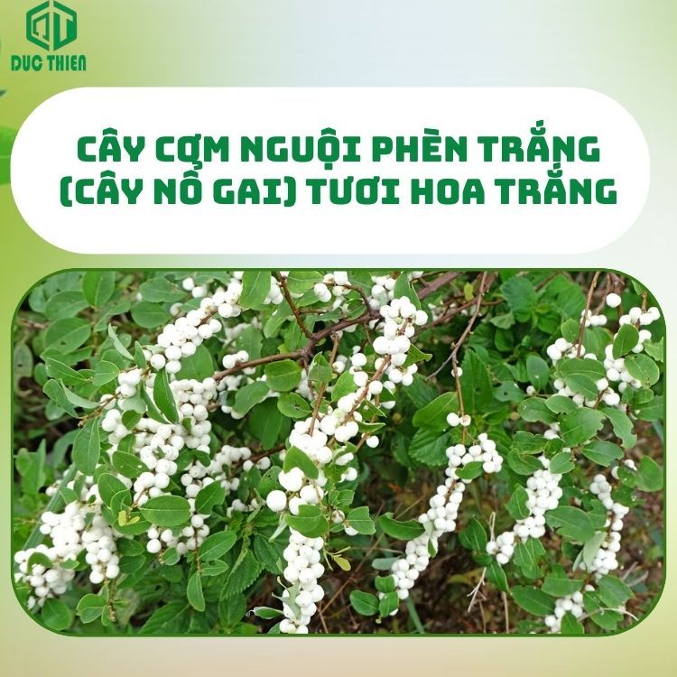 500g Cây Nổ Gai Khô (Cơm nguội, Phèn trắng) Loại 1 Đức Thiện – Hỗ trợ vận động linh hoạt, thư giãn.