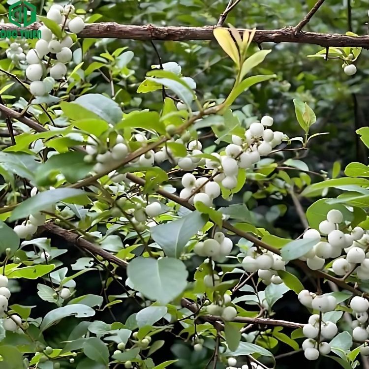 500g Cây Nổ Gai Khô (Cơm nguội, Phèn trắng) Loại 1 Đức Thiện – Hỗ trợ vận động linh hoạt, thư giãn.