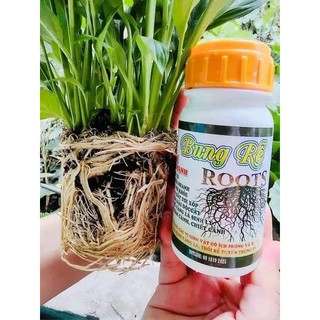 Bung rễ ROOTS