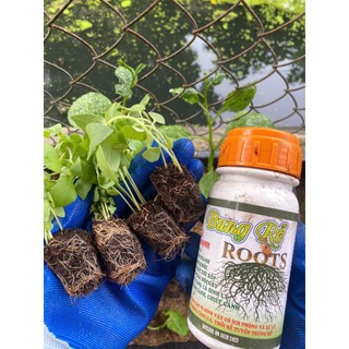 Bung rễ ROOTS