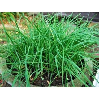 100 Gam-Hạt giống Rau Hẹ, Dễ Trồng Sinh Truỏng Phát Triển Khoẻ